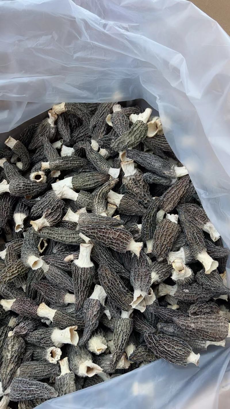 羊肚菌
