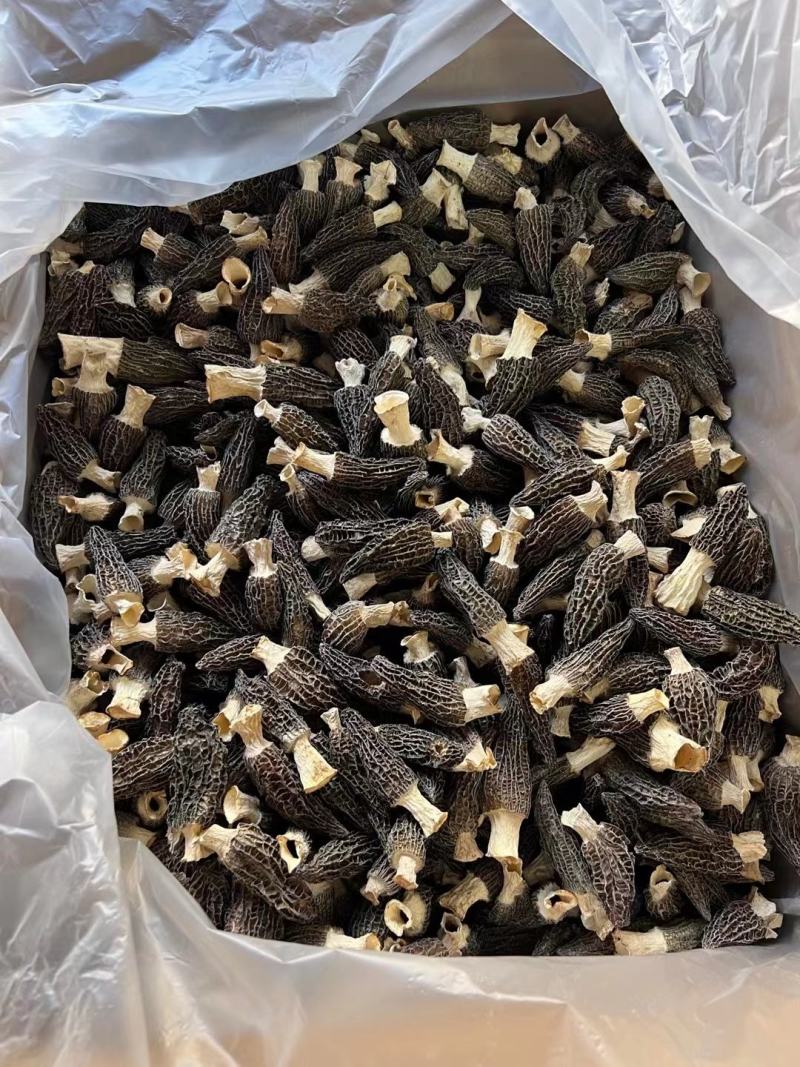 羊肚菌