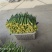 鲜花丝瓜