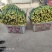 鲜花丝瓜