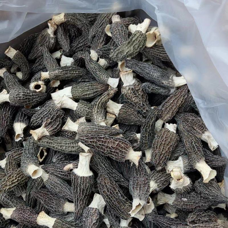 羊肚菌