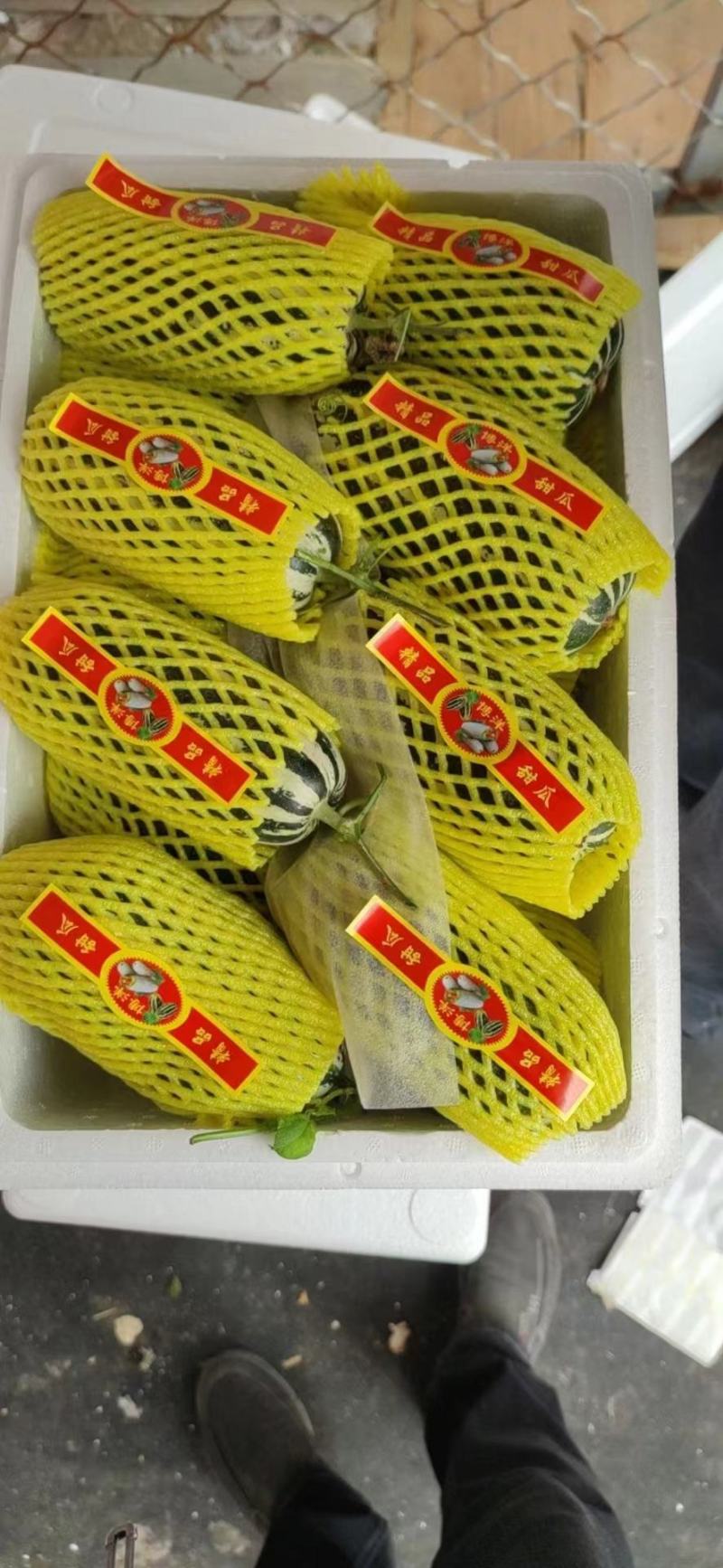 【精选】山东聊城精品博洋9号甜瓜香酥可口供应市场商超电商