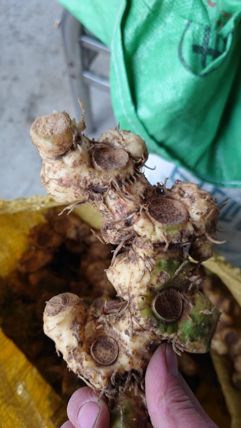 姜型黄精