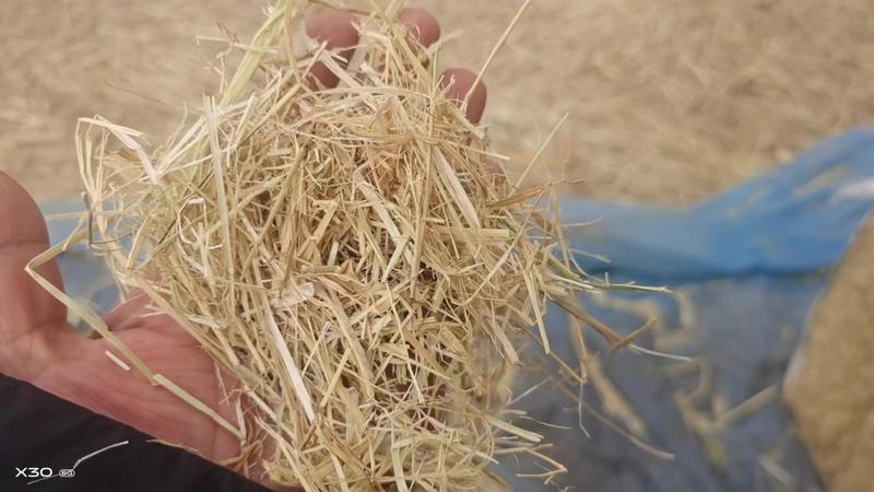 稻草铡段柔丝小方，场地二次加工过筛除尘风选，质量水分保证
