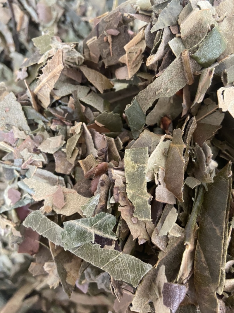 野生枇杷叶高山鲜枇杷老叶新鲜琵琶叶茶叶草药批杷叶