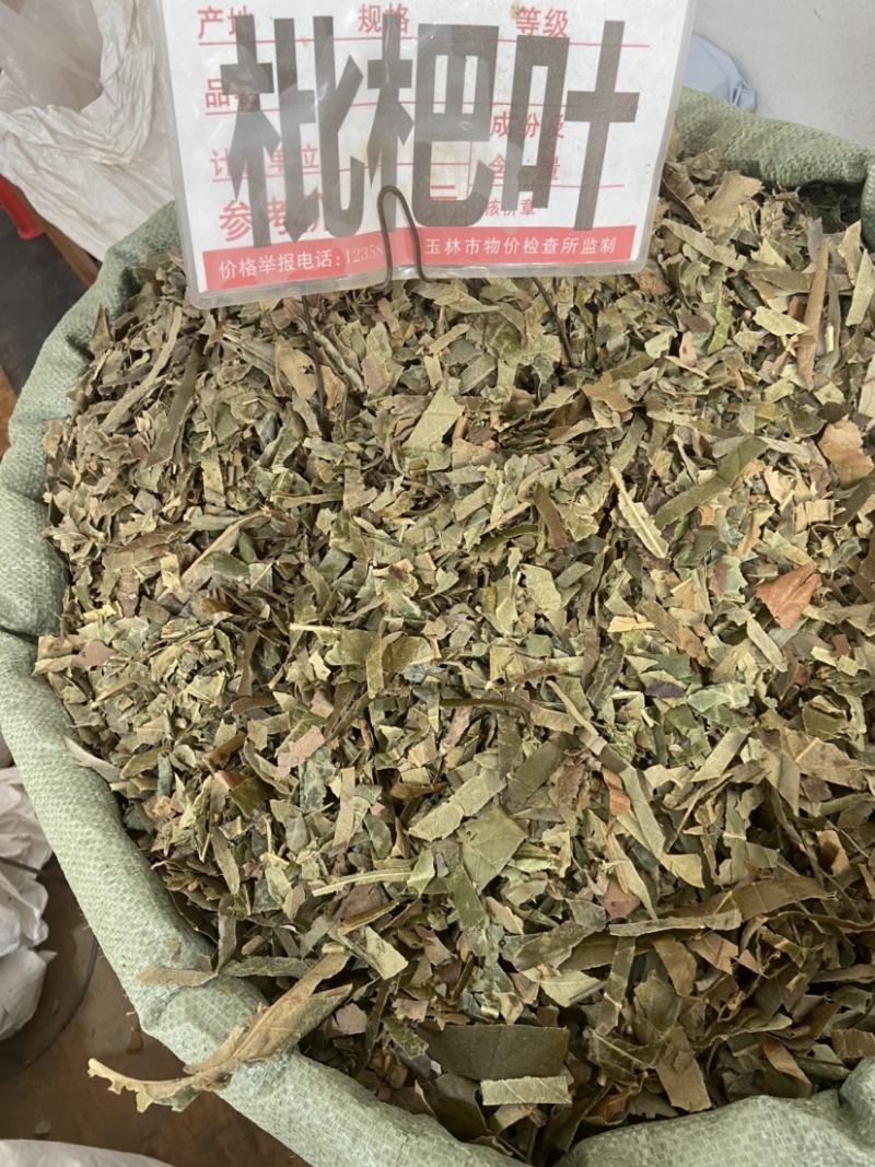 野生枇杷叶高山鲜枇杷老叶新鲜琵琶叶茶叶草药批杷叶