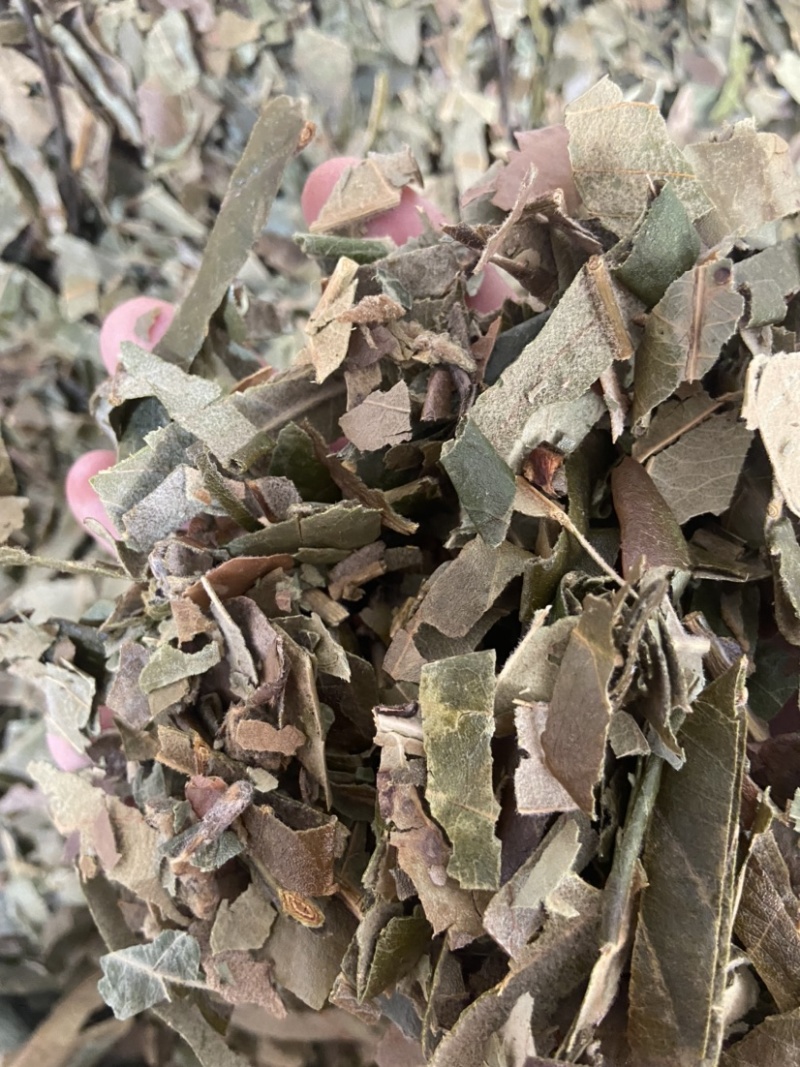 野生枇杷叶高山鲜枇杷老叶新鲜琵琶叶茶叶草药批杷叶