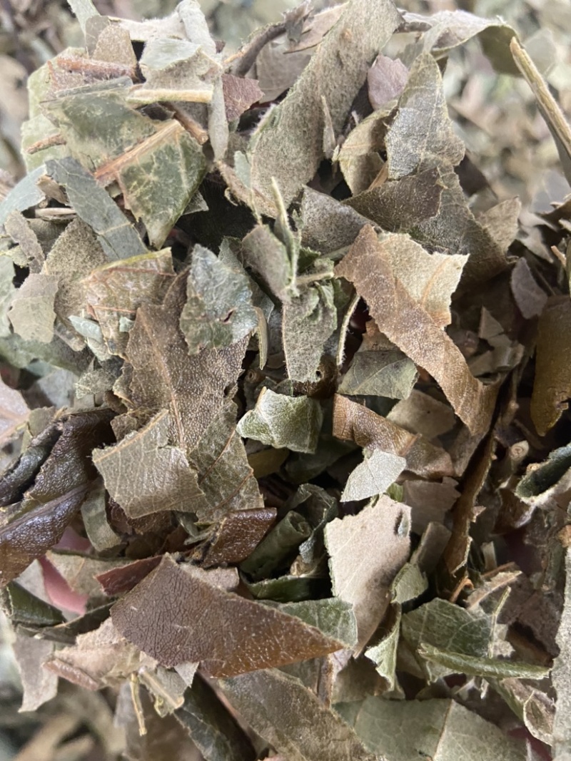 野生枇杷叶高山鲜枇杷老叶新鲜琵琶叶茶叶草药批杷叶