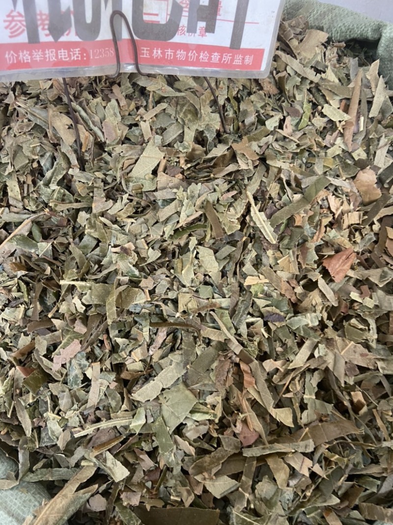 野生枇杷叶高山鲜枇杷老叶新鲜琵琶叶茶叶草药批杷叶