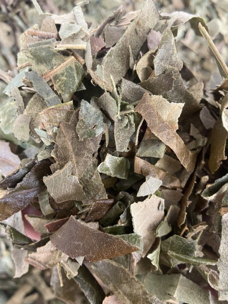 野生枇杷叶高山鲜枇杷老叶新鲜琵琶叶茶叶草药批杷叶