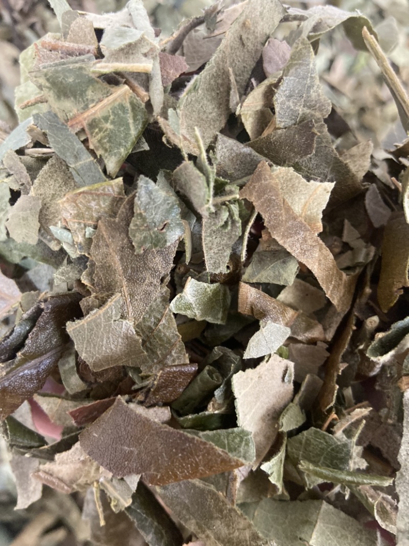 野生枇杷叶高山鲜枇杷老叶新鲜琵琶叶茶叶草药批杷叶