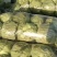 甘蓝/精品中甘牛心菜/大量现货/一手货源/诚信经营