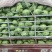 甘蓝/精品中甘牛心菜/大量现货/一手货源/诚信经营