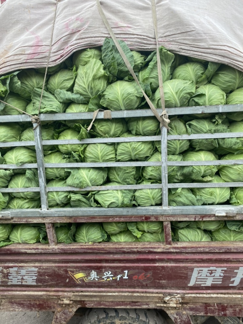 甘蓝/精品中甘牛心菜/大量现货/一手货源/诚信经营