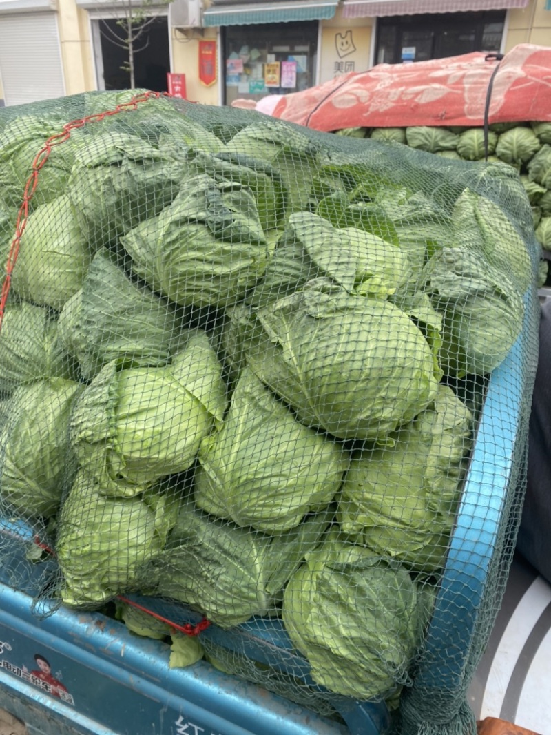 甘蓝/精品中甘牛心菜/大量现货/一手货源/诚信经营