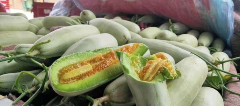 滑县万亩博洋甜瓜博洋61甜瓜大量上质量保证量大从优