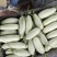滑县万亩博洋甜瓜博洋61甜瓜大量上质量保证量大从优