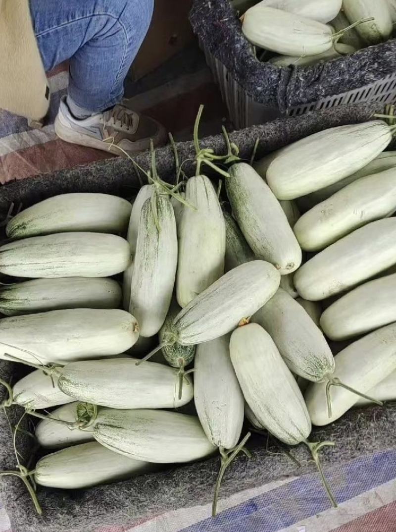 滑县万亩博洋甜瓜博洋61甜瓜大量上质量保证量大从优