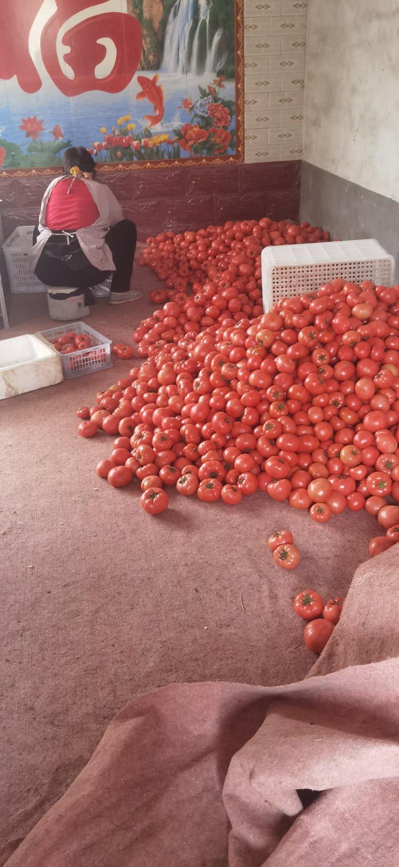 大量西红柿上市口感好过型优美加工包装一条龙服务需要的客户