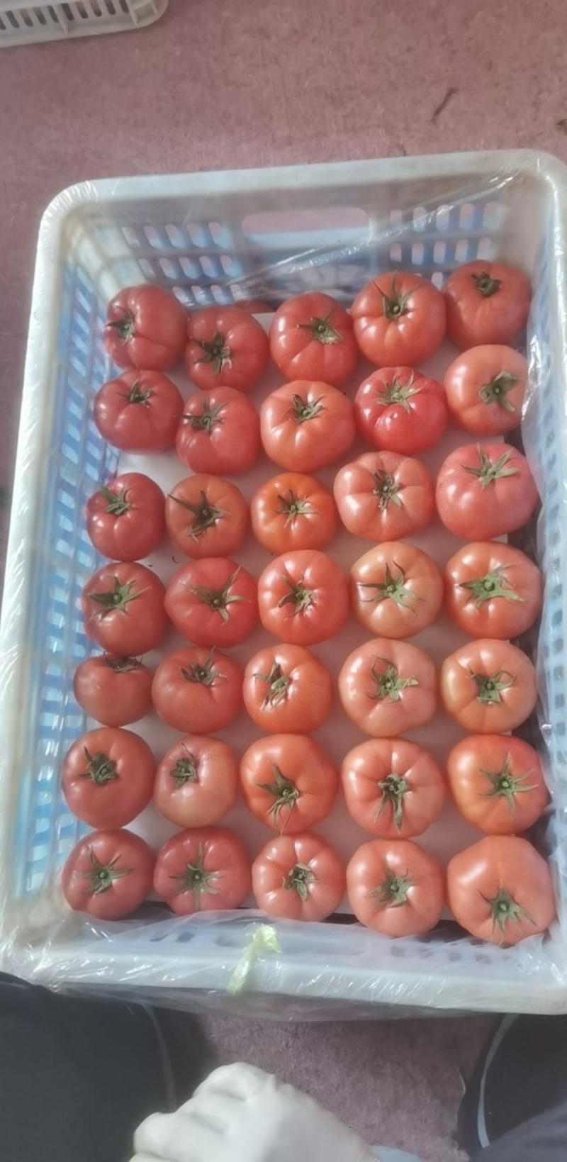 大量西红柿上市口感好过型优美加工包装一条龙服务需要的客户