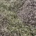 洋槐花新鲜现摘花骨朵产地量大2026年新货