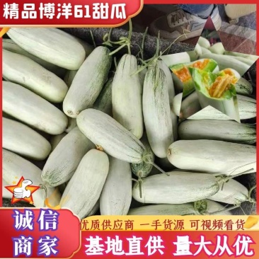 滑县万亩博洋甜瓜博洋61甜瓜大量上质量保证量大从优