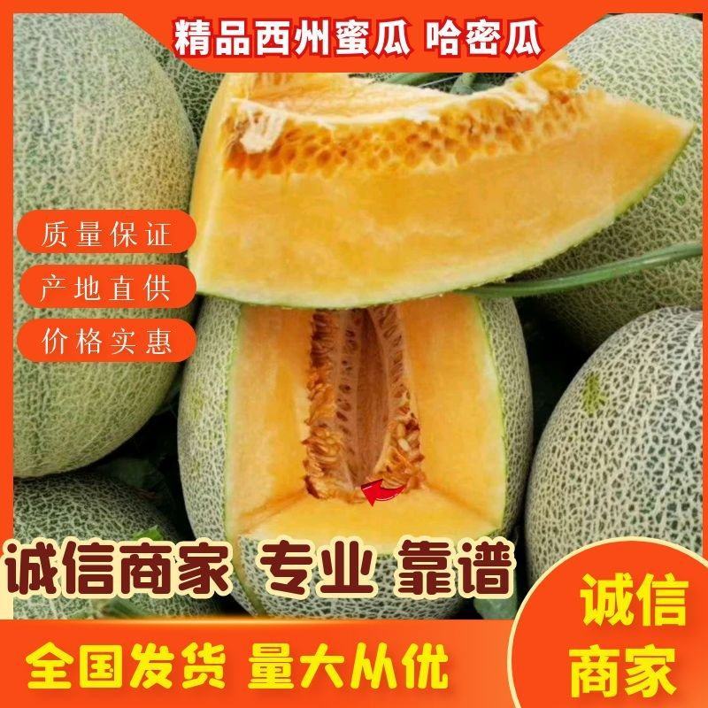 滑县万亩晓蜜25号哈密瓜果肉细腻西州蜜瓜大量供支持一件