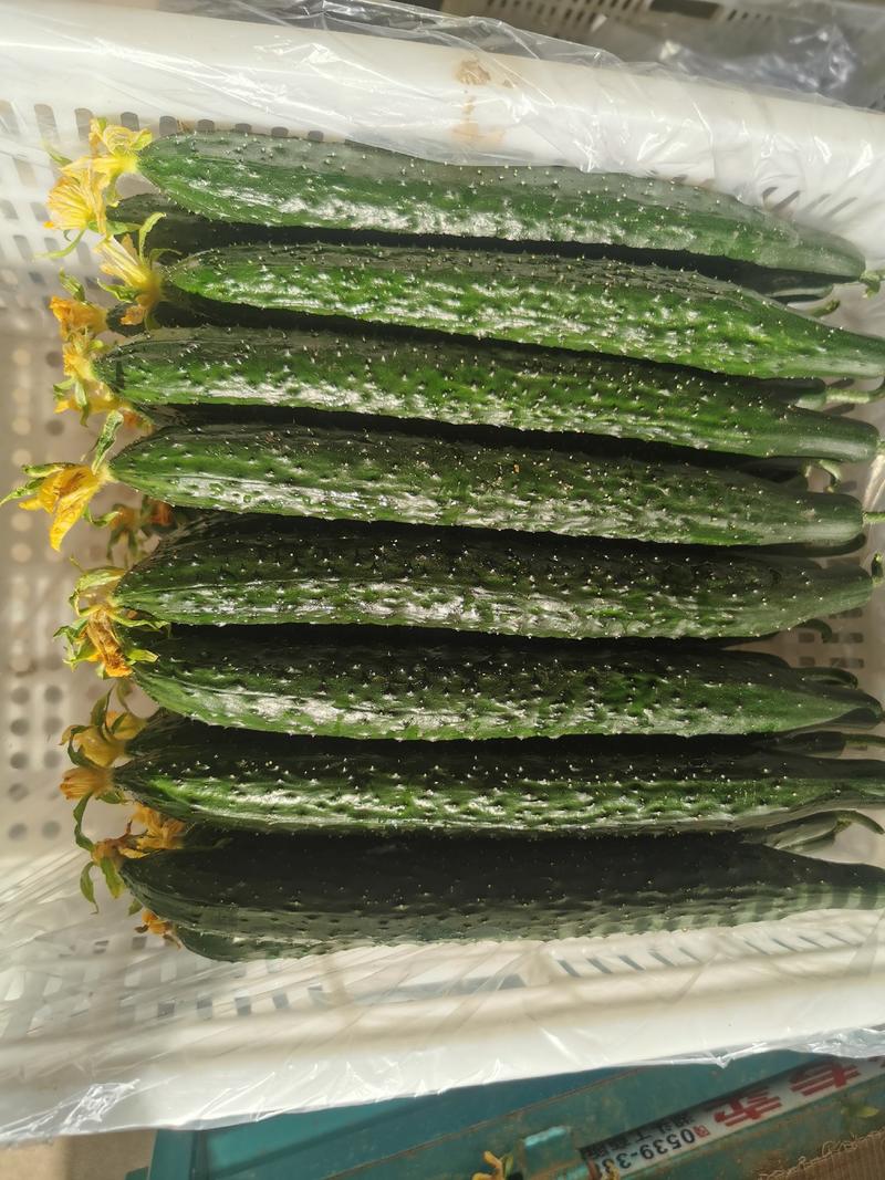 青肉密刺亮条黄瓜大量供应，顶花带刺，干花带刺，新鲜采摘