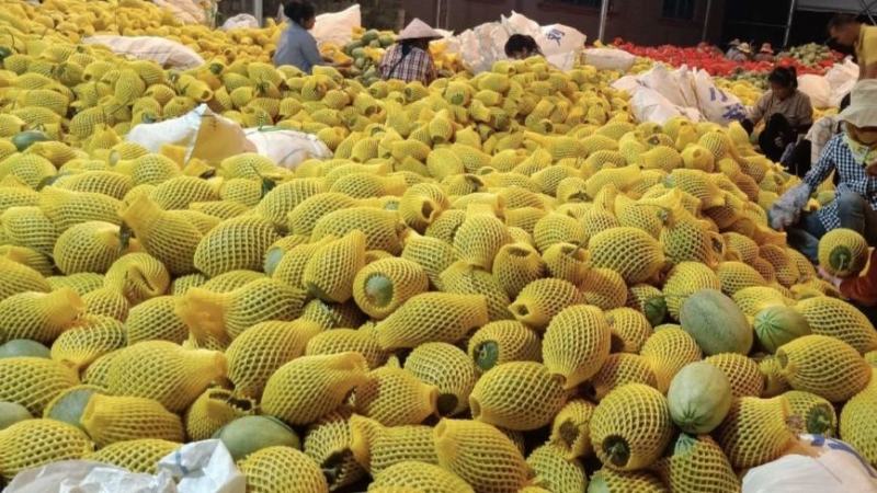 滑县万亩晓蜜25号哈密瓜果肉细腻西州蜜瓜大量供支持一件