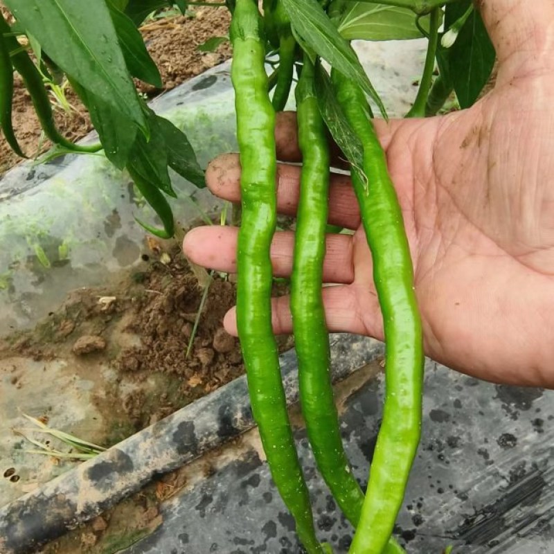 精品线椒，上市了。现摘鲜货，保证质量