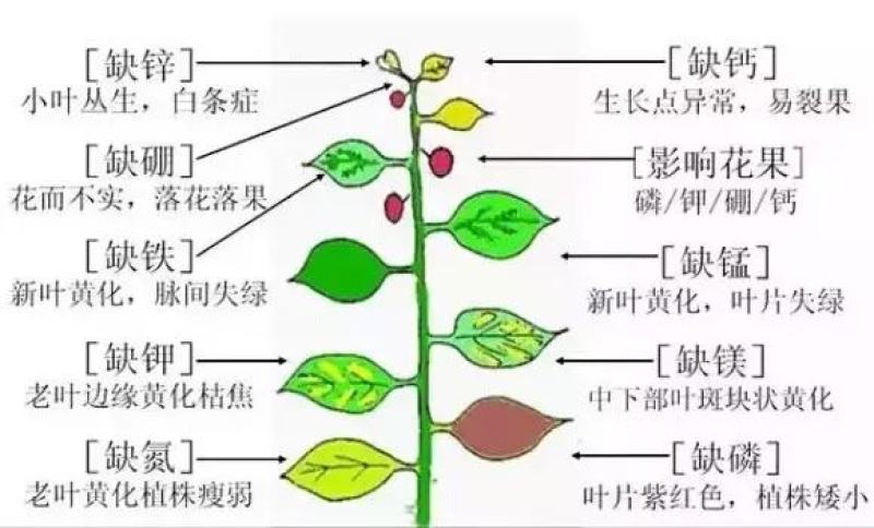进口糖醇硼叶面肥水溶肥微肥硼肥微量元素肥料提高坐果率