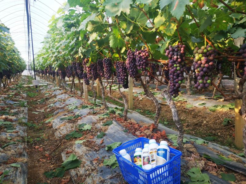 进口糖醇硼叶面肥水溶肥微肥硼肥微量元素肥料提高坐果率