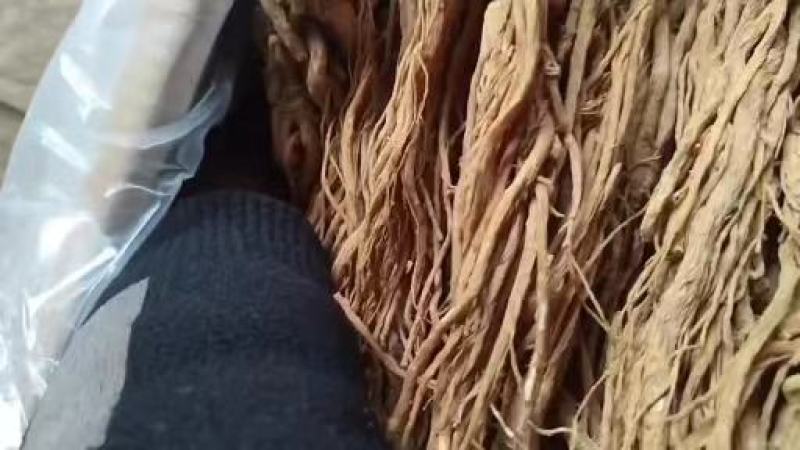 当归佛手片统货产地甘肃岷县，人工切片无硫无熏，直供药店药