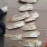 当归佛手片统货产地甘肃岷县，人工切片无硫无熏，直供药店药