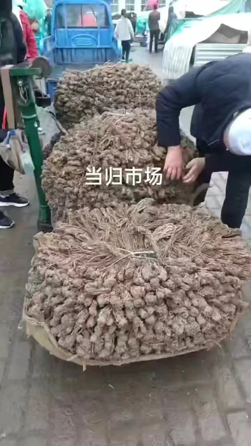 当归佛手片统货产地甘肃岷县，人工切片无硫无熏，直供药店药