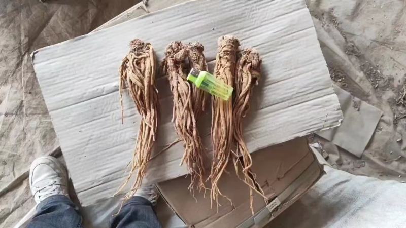 当归佛手片统货产地甘肃岷县，人工切片无硫无熏，直供药店药