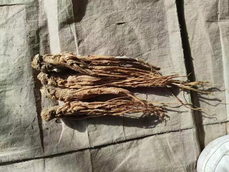 当归佛手片统货产地甘肃岷县，人工切片无硫无熏，直供药店药