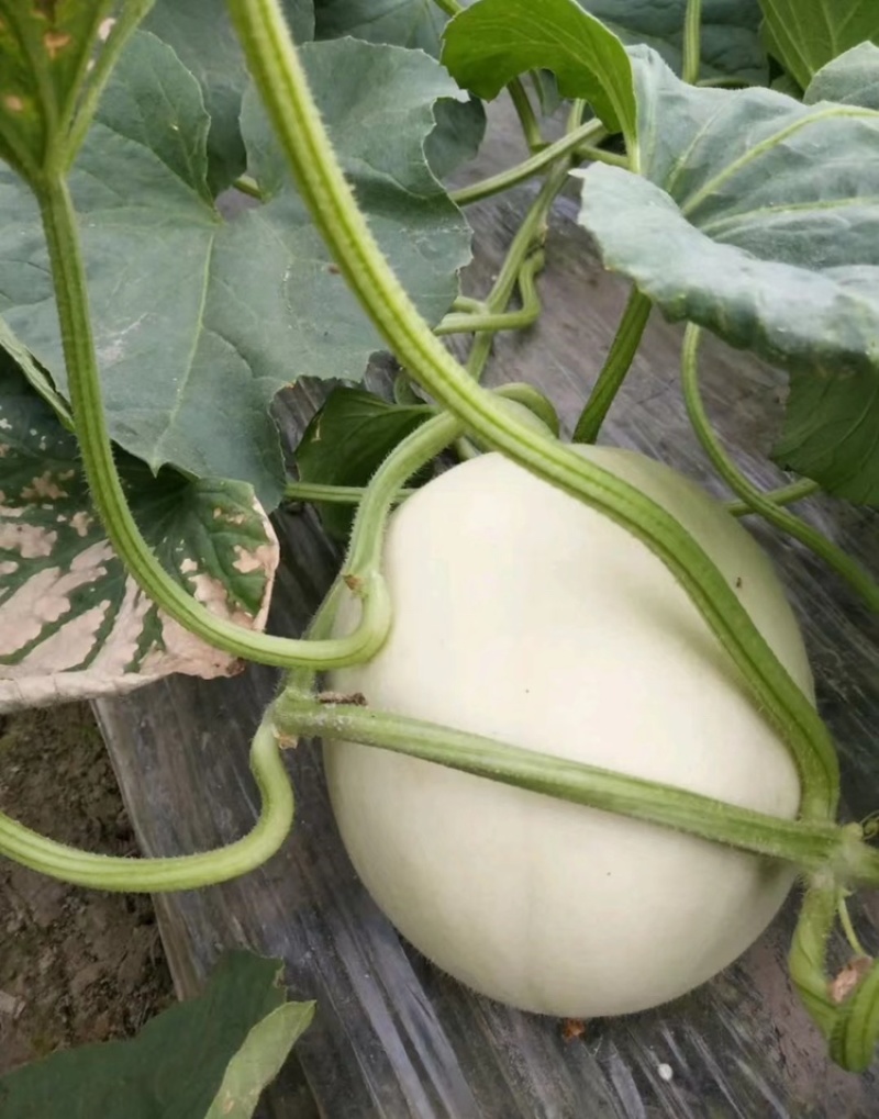 玉菇大量上市，产地直销，没有任何中间差价。价格可谈