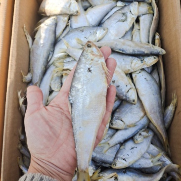 马口鱼滨州马口鱼煎炸蒸炖均可常年供应量大从优