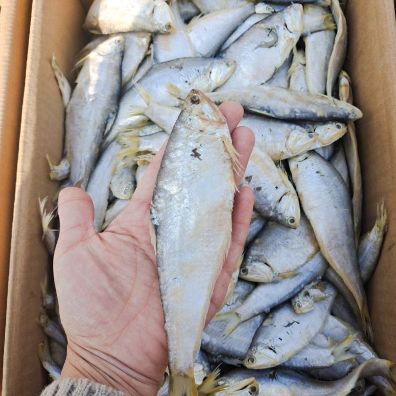 马口鱼滨州马口鱼煎炸蒸炖均可常年供应量大从优