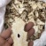 白术白术片舜民药业长期供应另购销3000余个品种