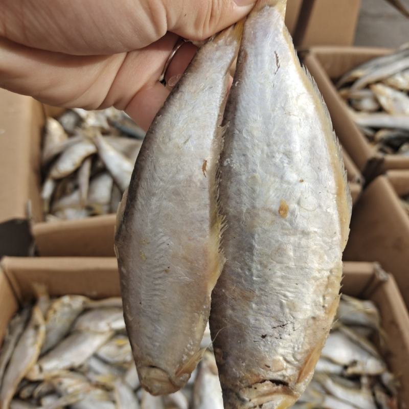 马口鱼滨州马口鱼煎炸蒸炖均可常年供应量大从优