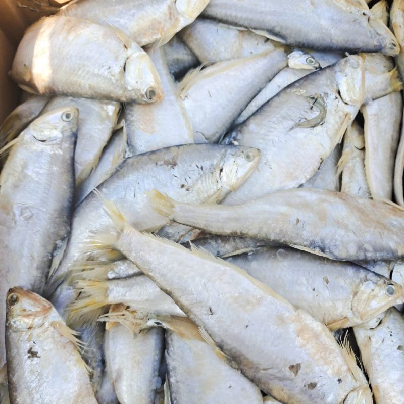 马口鱼滨州马口鱼煎炸蒸炖均可常年供应量大从优