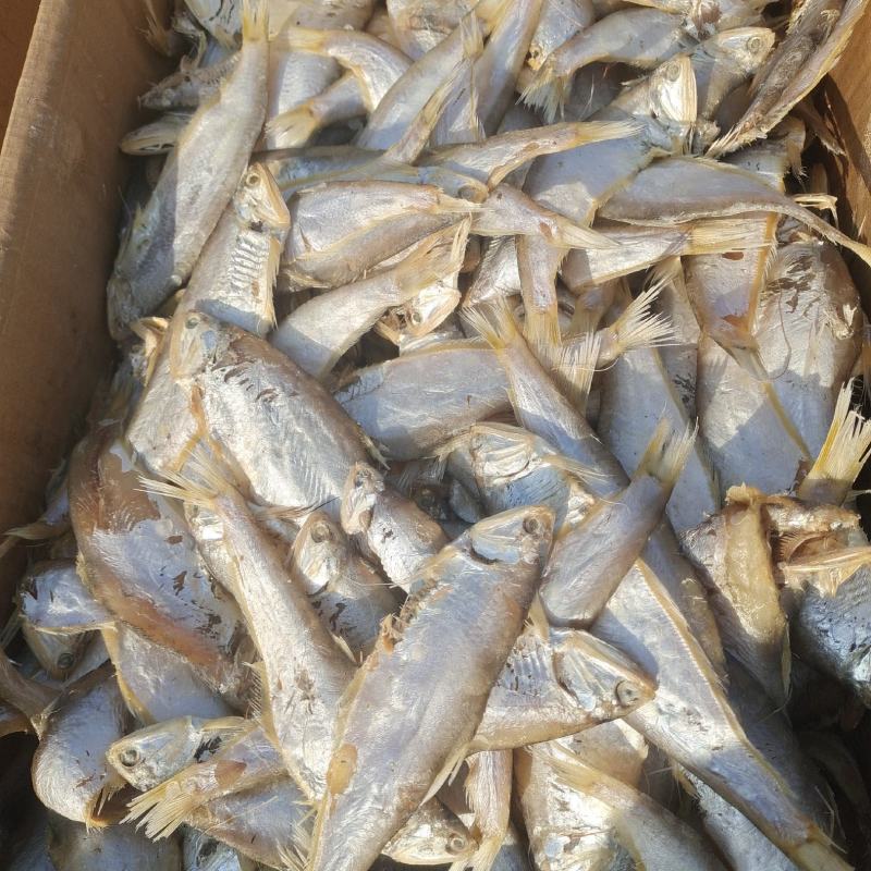 马口鱼滨州马口鱼煎炸蒸炖均可常年供应量大从优