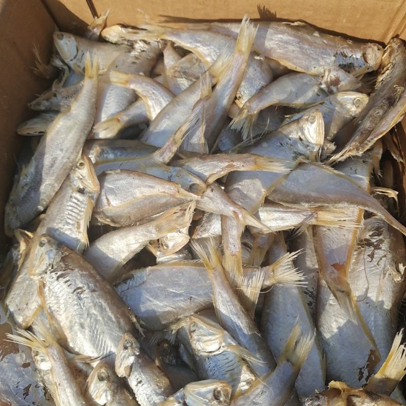 马口鱼滨州马口鱼煎炸蒸炖均可常年供应量大从优
