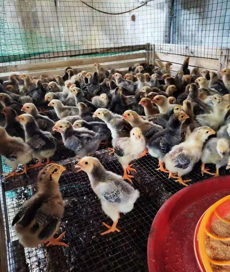 半斤脱温K9鸡苗脱温882鸡苗脱温901鸡苗快大鸡苗