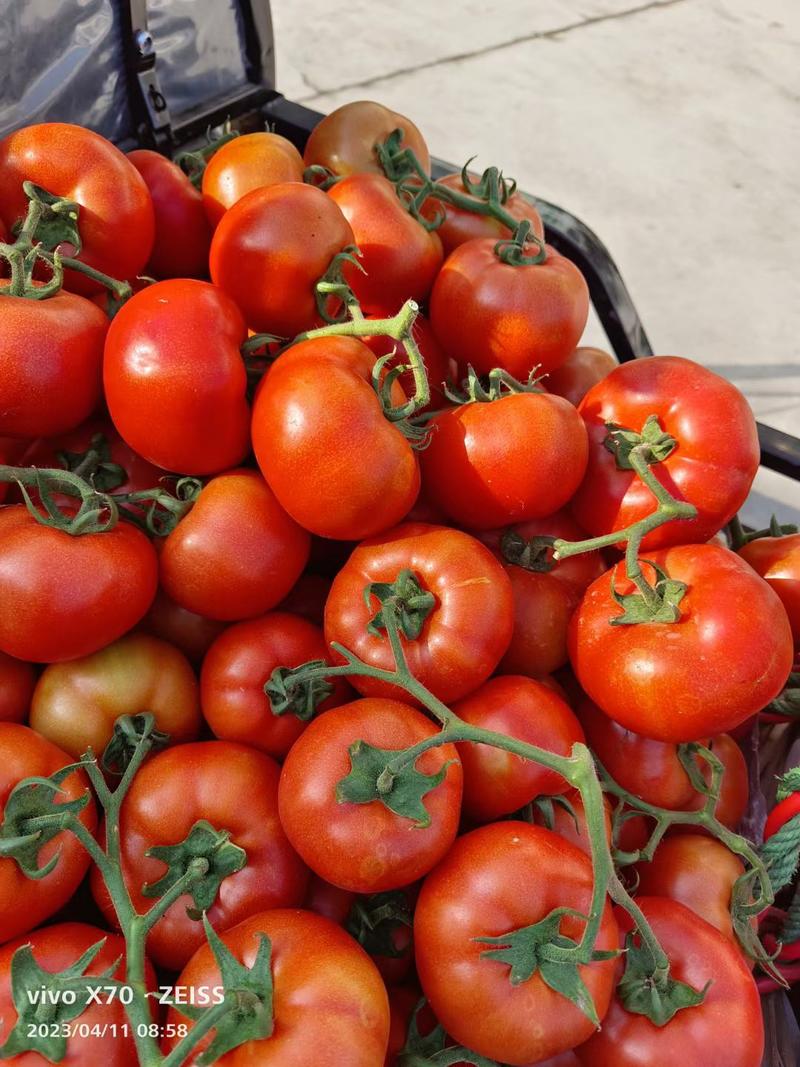 【西红柿】产地直发，大棚种植，价格可谈，诚信经营