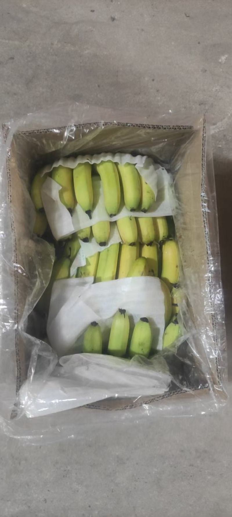 云南地蕉。无黑心，无硬心，低温蕉，可视频看货，代发全国