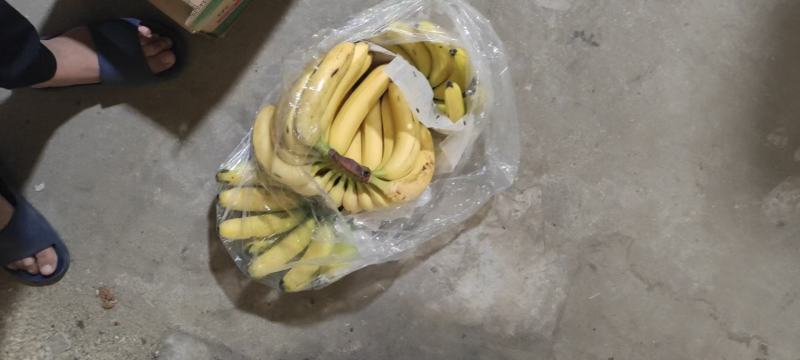 云南地蕉。无黑心，无硬心，低温蕉，可视频看货，代发全国