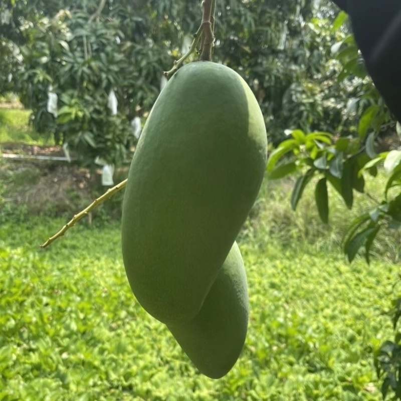 广西大青芒金煌芒大芒果新鲜水果应季果蔬批发零售市场超市贸